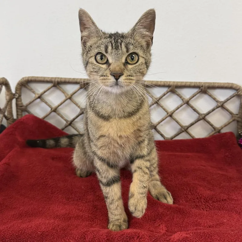 A young medium-sized female Brown / Chocolate Domestic Short Hair cat named Honey for adoption in Houston, TX
