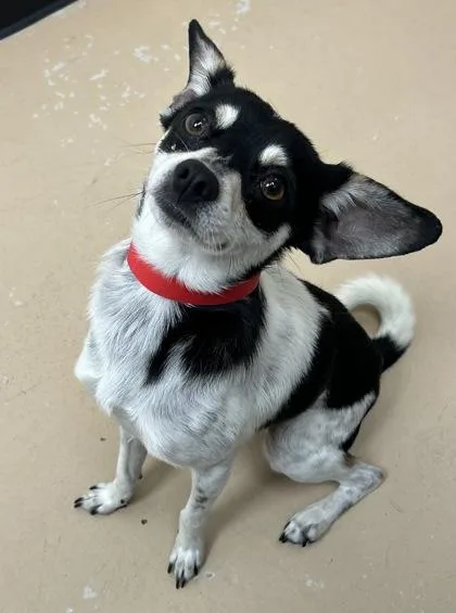 An adult small-sized male Chihuahua dog named Cookie for adoption in Phoenix, AZ