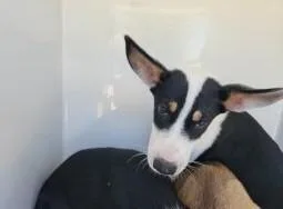A baby medium-sized male Husky dog named A for adoption in Houston, TX