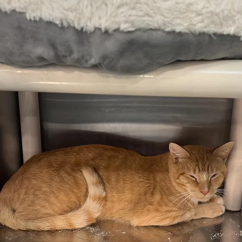 A young medium-sized male Tabby (Orange / Red) Domestic Short Hair cat named Carlo for adoption in Bellmawr, NJ