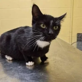 An adult medium-sized female Black Domestic Short Hair cat named Chipmunk for adoption in New York, NY