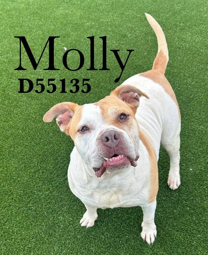Molly