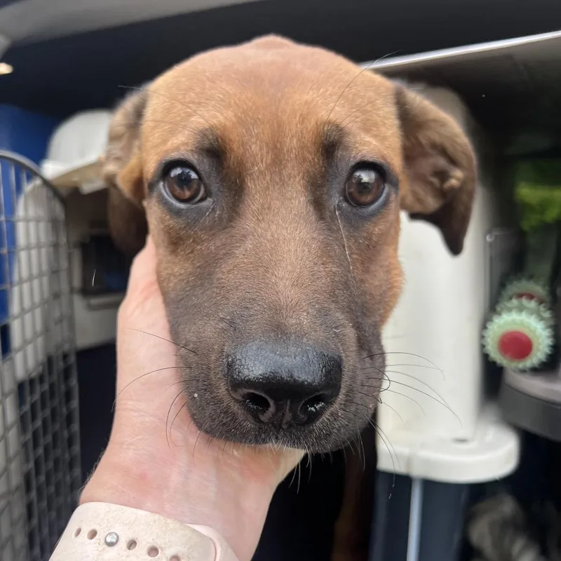 A young medium-sized female Red / Chestnut / Orange Black Mouth Cur dog named Georgina for adoption in Fort Collins, CO