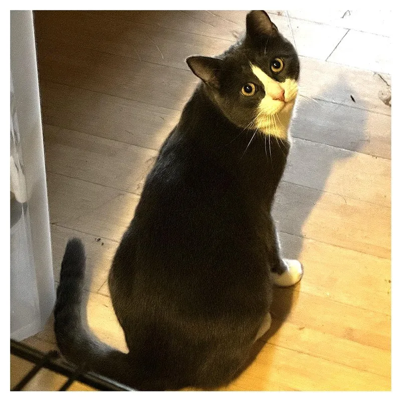 An adult small-sized male Gray / Blue / Silver Domestic Short Hair cat named Dillon for adoption in Charlottesville, VA