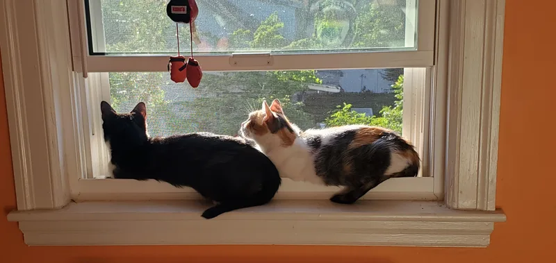 Olivia and Penny thumbnail 5