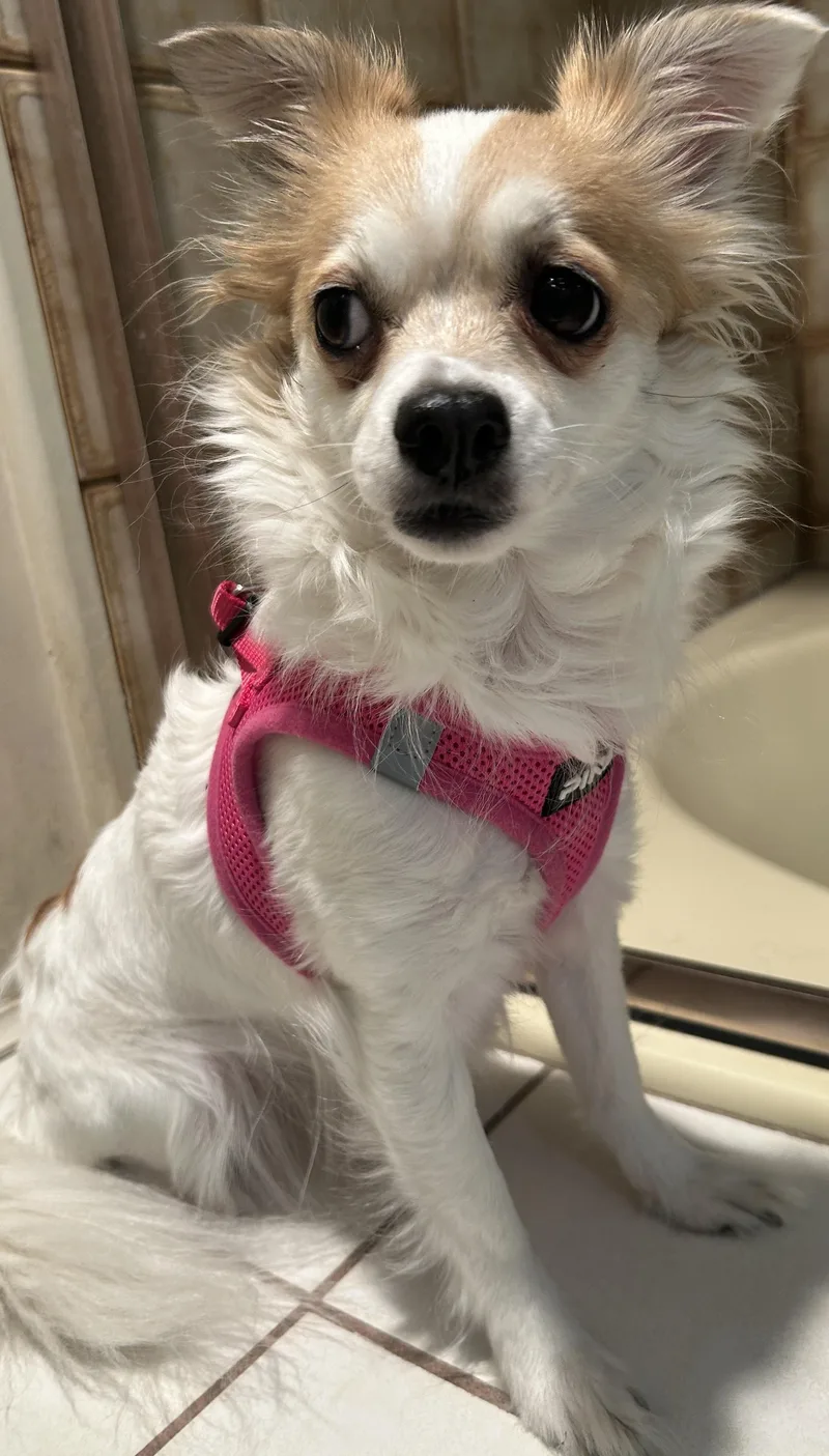 An adult small-sized female Chihuahua dog named Suzie Q for adoption in El Cajon, CA