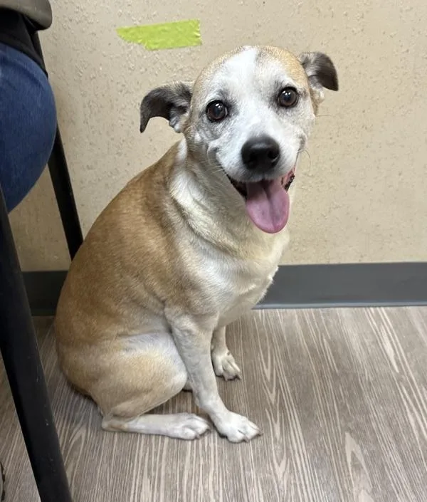 A senior medium-sized female Terrier dog named Willow for adoption in Oceanside, CA