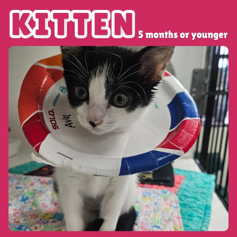 A baby small-sized female Domestic Short Hair cat named Ava for adoption in Gainesville, FL