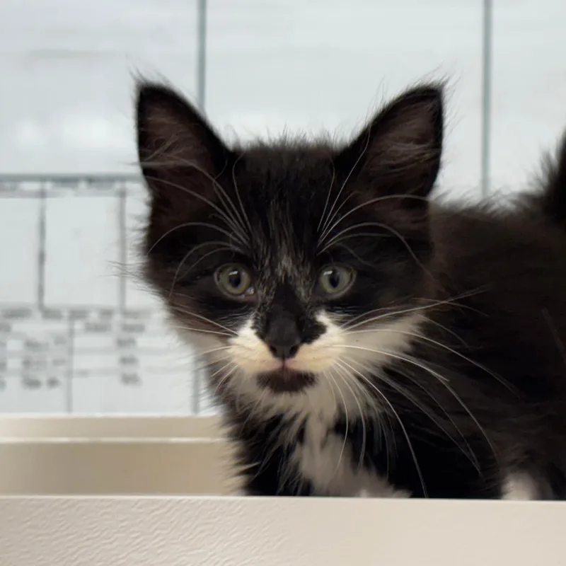 A baby small-sized female Black Domestic Short Hair cat named Penny for adoption in Mebane, NC