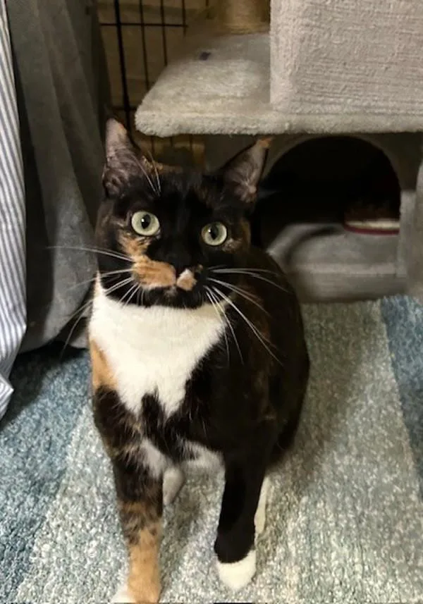 An adult small-sized female Domestic Short Hair cat named Penelope for adoption in Oceanside, CA