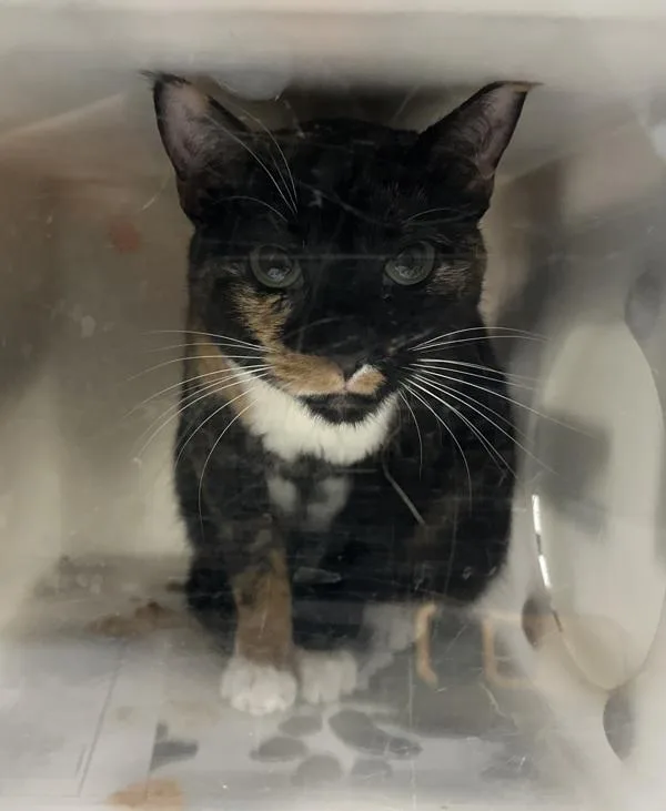 Penelope thumbnail 2