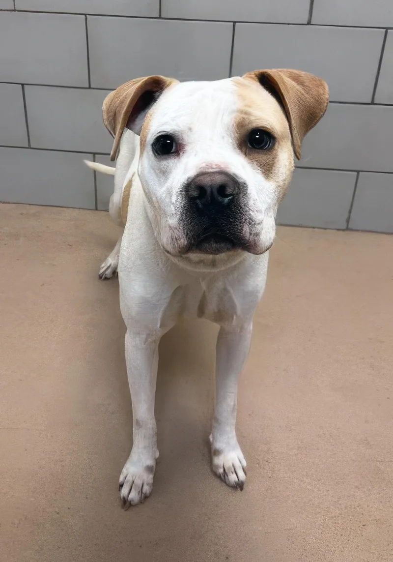 An adult medium-sized male Brown / Chocolate Mixed Breed dog named Bamboozle for adoption in Nashville, TN