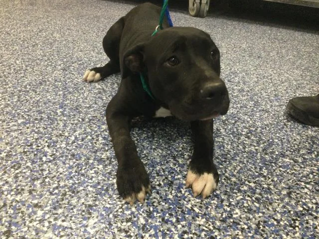 A young medium-sized male Pit Bull Terrier dog named Billy for adoption in Thousand Palms, CA