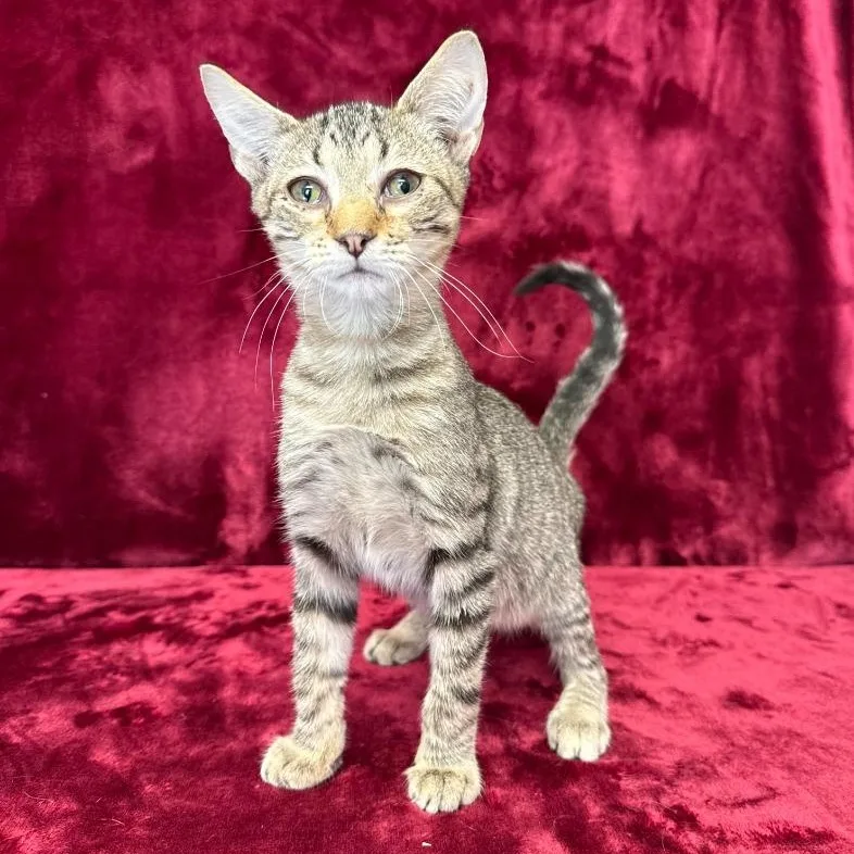 A baby small-sized male Tabby (Brown / Chocolate) Domestic Short Hair cat named Kip for adoption in Benld, IL