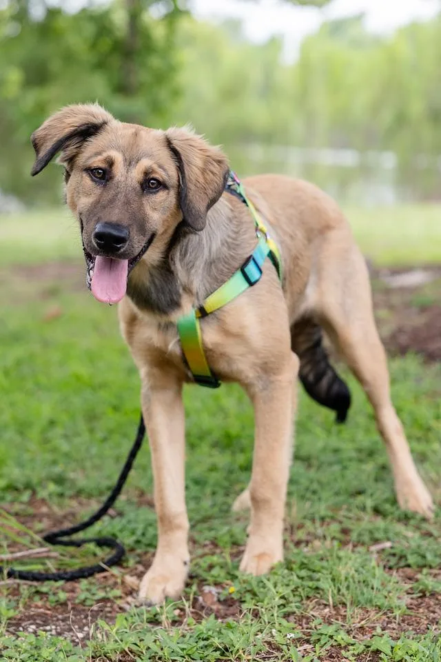 A baby large-sized male German Shepherd Dog dog named Clay for adoption in Pflugerville, TX