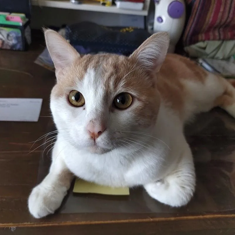 A young medium-sized male Domestic Short Hair cat named Goose for adoption in Denver, CO