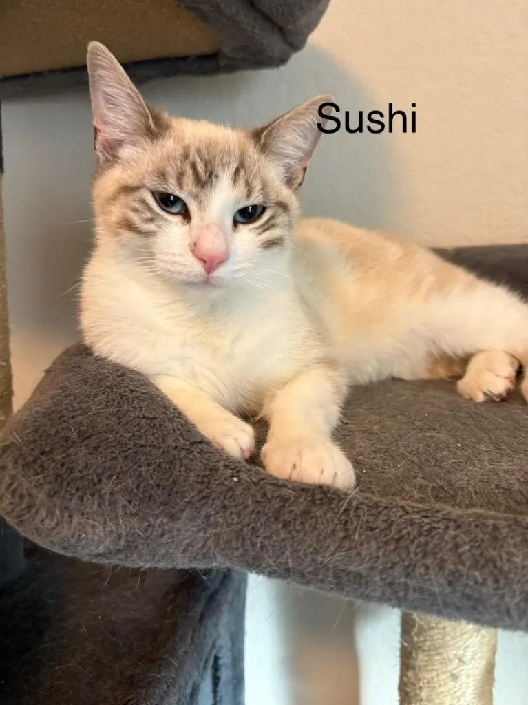 Sushi