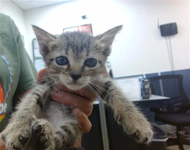 A baby small-sized female Domestic Short Hair cat named Gigi for adoption in Miami, FL