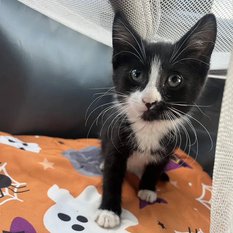 A baby medium-sized male Black & White / Tuxedo Domestic Short Hair cat named Townes for adoption in Clyde, NC