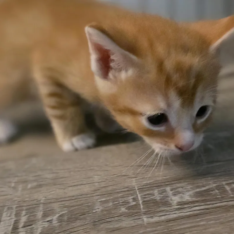 A baby small-sized male Orange / Red Domestic Short Hair cat named Sunshine for adoption in Shelbyville, IN