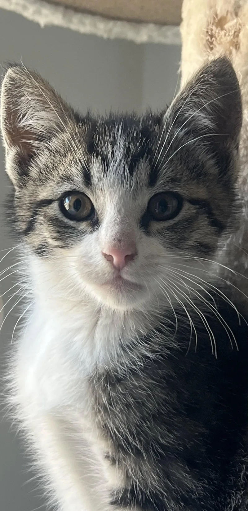 A baby medium-sized male Domestic Short Hair cat named Ernie Nagle for adoption in Trenton, NJ