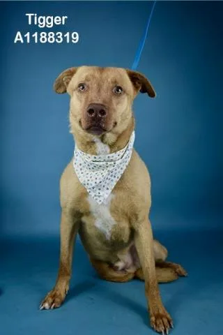 An adult small-sized male Pit Bull Terrier dog named Tigger for adoption in Bakersfield, CA