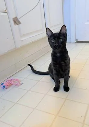 A young small-sized female Black Domestic Short Hair cat named Vida for adoption in San Francisco, CA