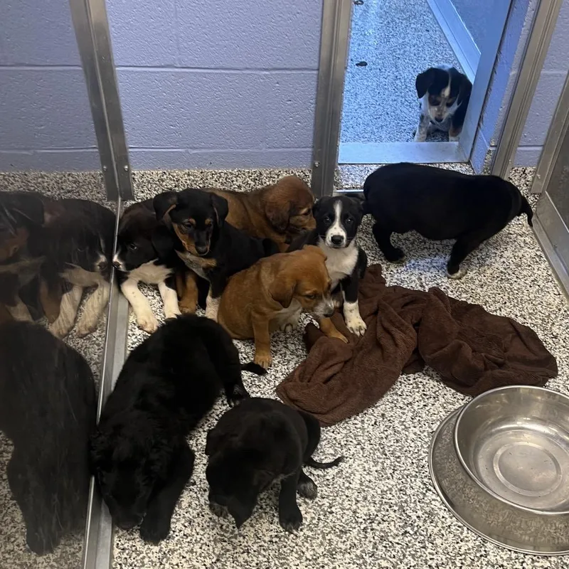 A baby large-sized male Black Mixed Breed dog named Davy Jones for adoption in Madisonville, TN