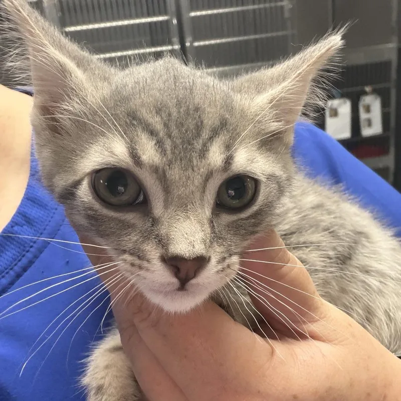 A baby small-sized male Gray / Blue / Silver Domestic Short Hair cat named Tito for adoption in Marion, VA