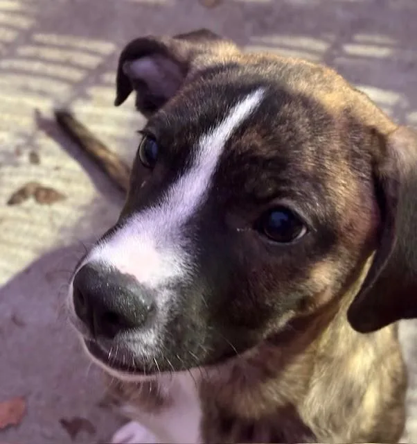A young small-sized male Pit Bull Terrier dog named Tiger for adoption in Tulsa, OK