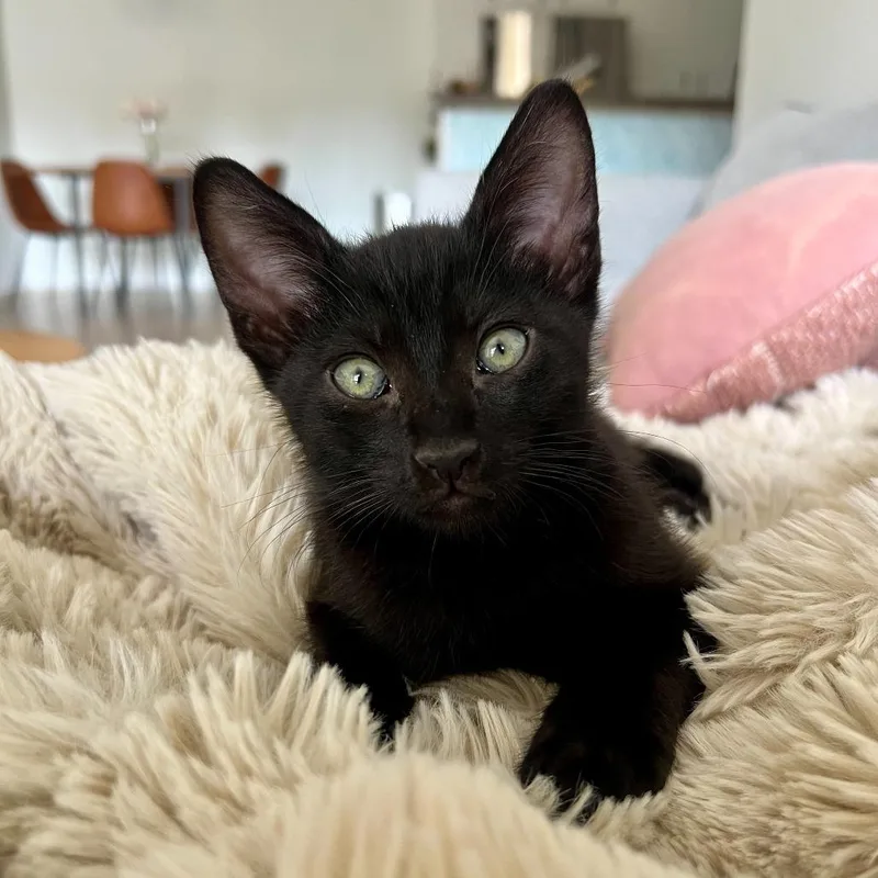 A baby small-sized male Black Domestic Short Hair cat named Baloo for adoption in San Diego, CA