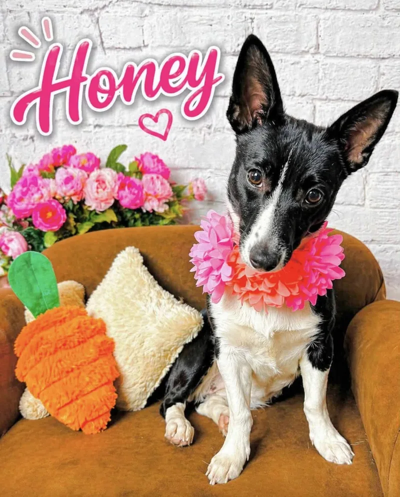 Honey