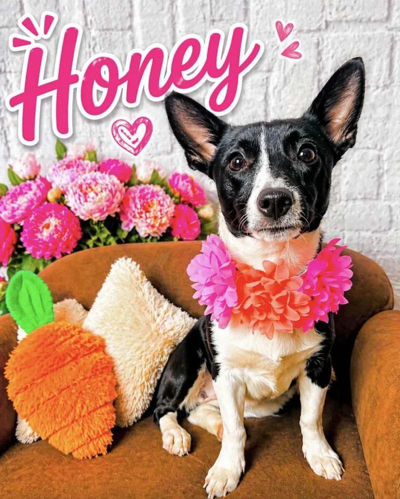 Honey thumbnail 2