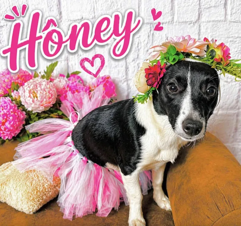 Honey thumbnail 3