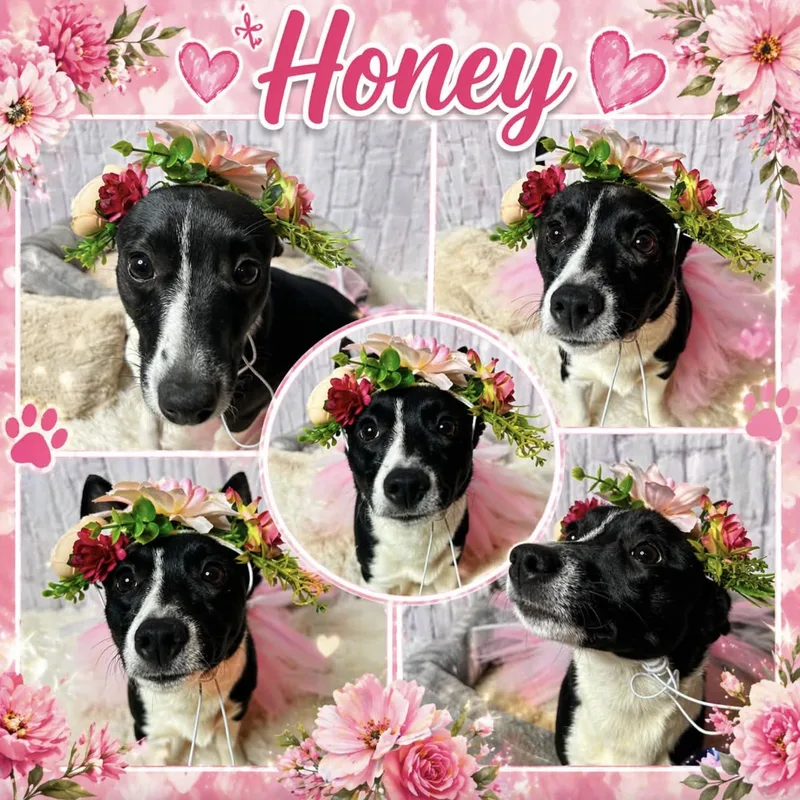 Honey thumbnail 4