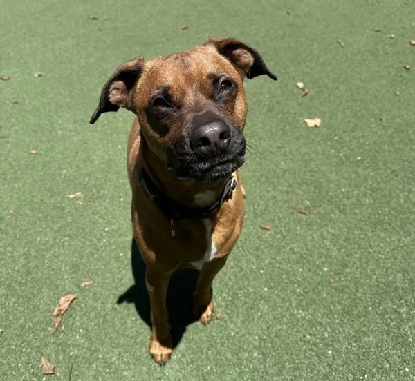 An adult large-sized male Boxer dog named Bowie for adoption in Oceanside, CA