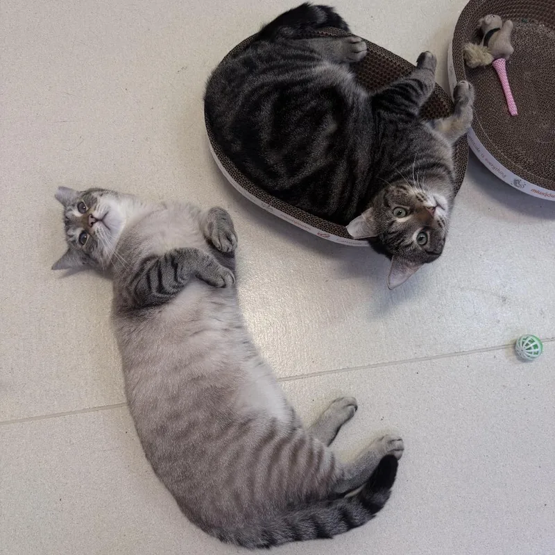 An adult large-sized male Domestic Short Hair cat named Grape Nut for adoption in Warwick, RI