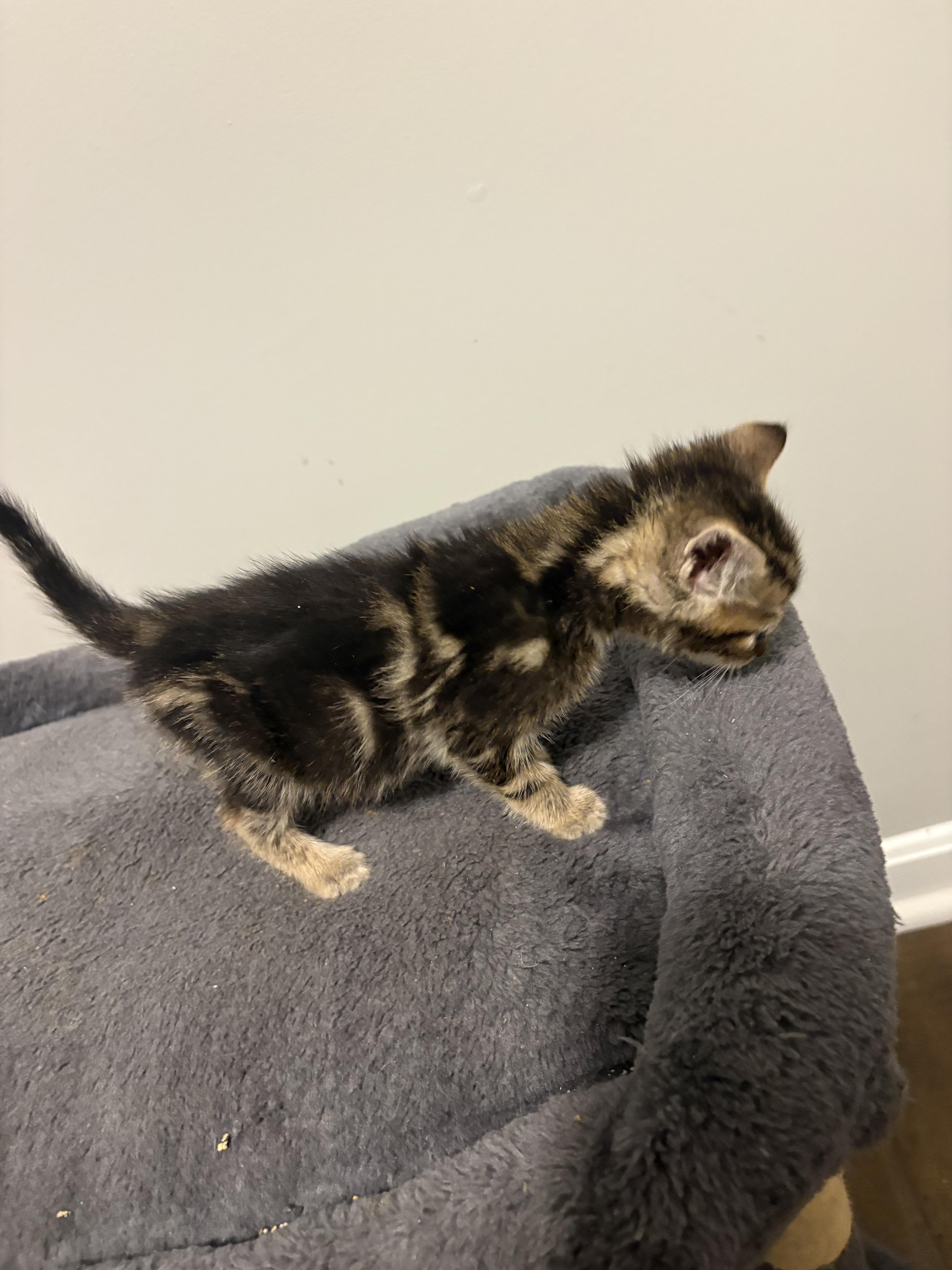 A baby medium-sized male Tabby (Brown / Chocolate) Domestic Short Hair cat named Bolt for adoption in Bethel, OH