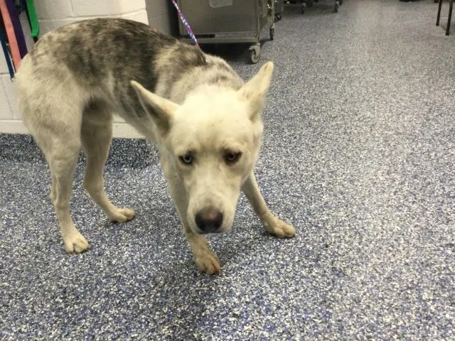 A young medium-sized male Siberian Husky dog named A for adoption in Thousand Palms, CA