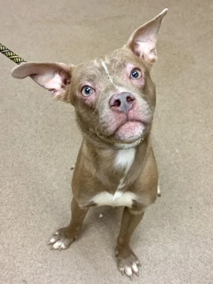 A young small-sized male Mixed Breed dog named Alberto for adoption in Chamblee, GA