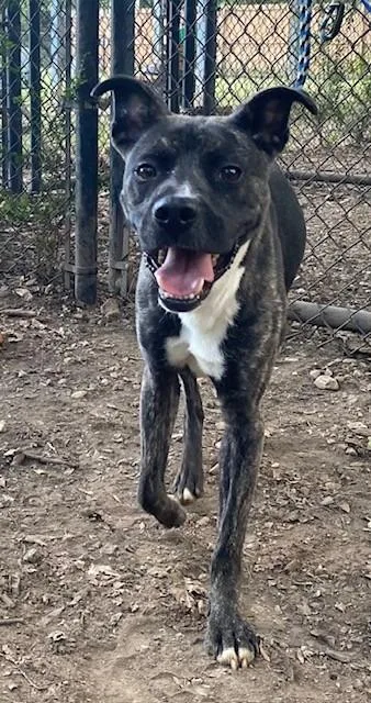 Han Solo thumbnail 2