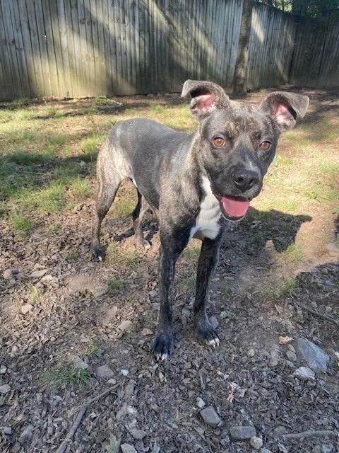 Han Solo thumbnail 3