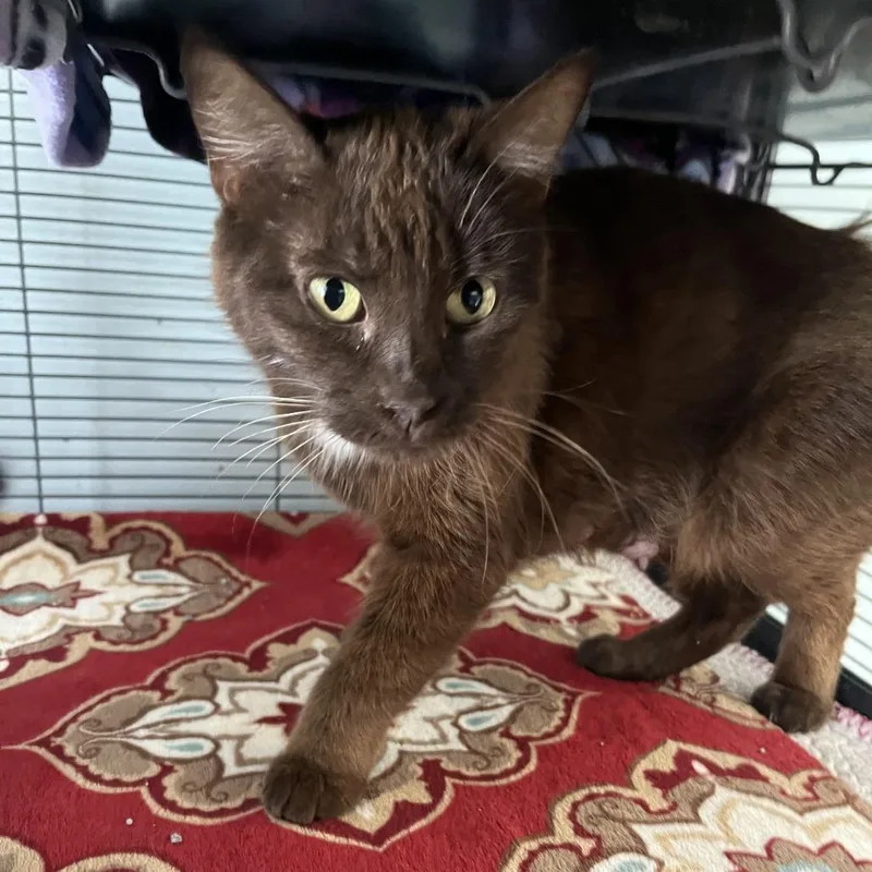 An adult medium-sized female Brown / Chocolate Domestic Short Hair cat named Cinnamon for adoption in Fort Smith, AR