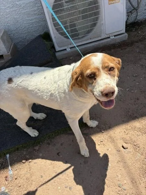 An adult large-sized female Labrador Retriever dog named Persephone for adoption in Phoenix, AZ