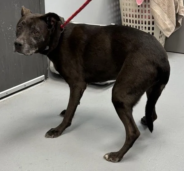 Pen  Buddy thumbnail 2