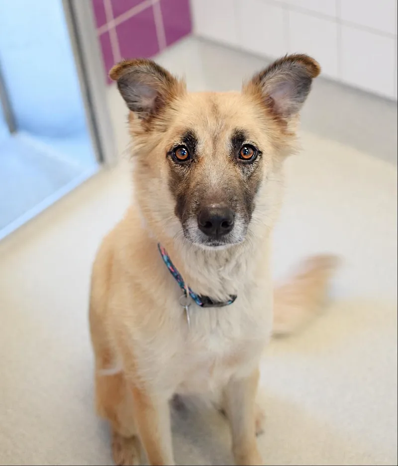 An adult medium-sized female Yellow / Tan / Blond / Fawn German Shepherd Dog dog named Zuri for adoption in Pontiac, MI