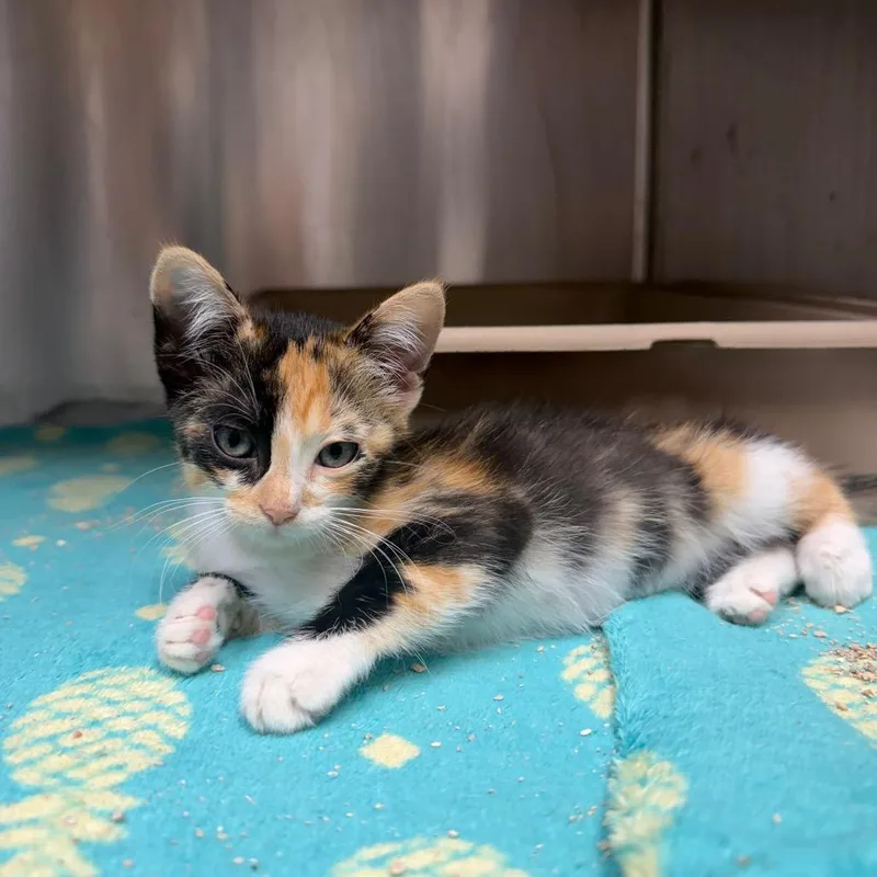 A baby small-sized female Calico Domestic Short Hair cat named Smores for adoption in Bryan, TX