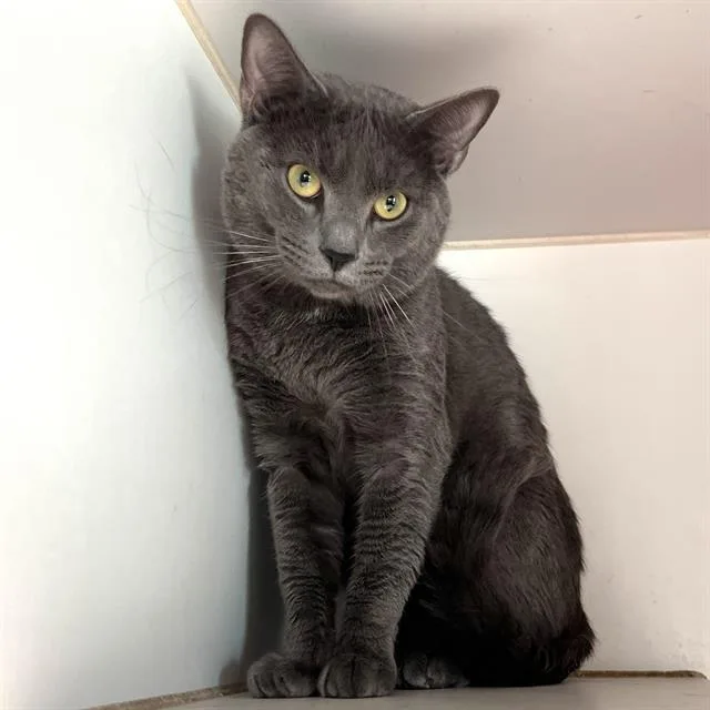 A young medium-sized male Domestic Short Hair cat named Stewart for adoption in Methuen, MA