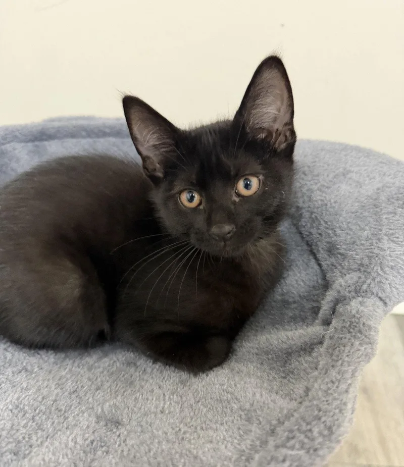 A baby medium-sized male Black Domestic Short Hair cat named Hamlin for adoption in Walled Lake, MI
