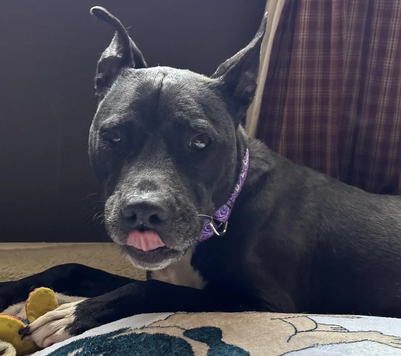 An adult medium-sized female Black Pit Bull Terrier dog named Katy for adoption in Painesville, OH